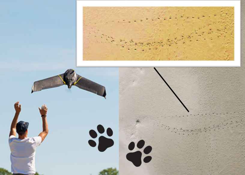 【固定翼UAV活用事例】野生生物の観察と環境保全にマッピングドローンを活用