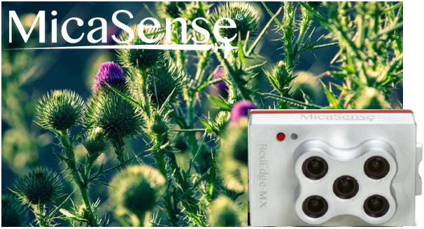 MicaSense社デュアルカメラシステムの活用事例：ミント栽培における有害雑草の検出